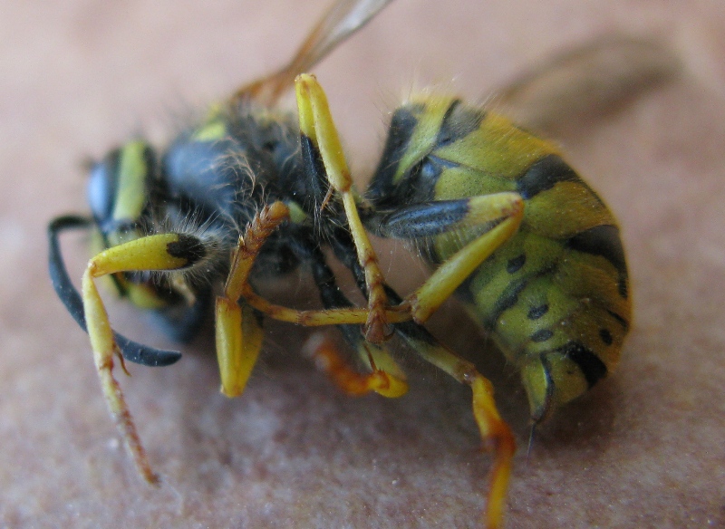 Vespula germanica